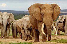An elephant walking through the South African bush